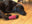 No-Cone Chewblocker Cohesive Vet Wrap